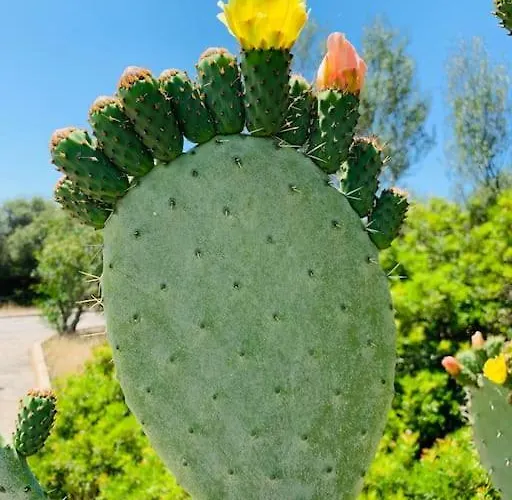 Appartement Silmar Capitana