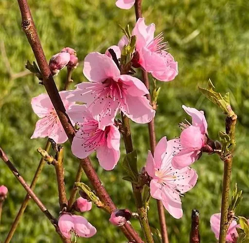 Appartement Silmar *