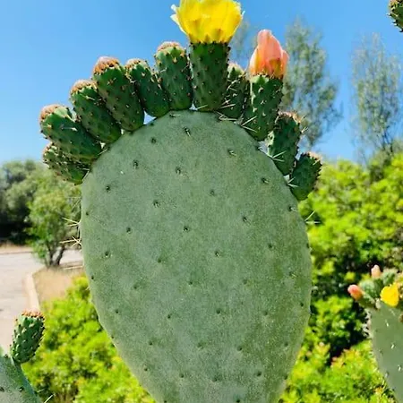 Apartment Silmar Capitana