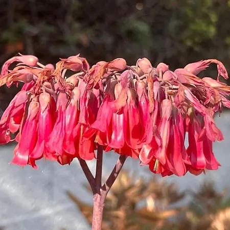 Apartment Silmar Capitana