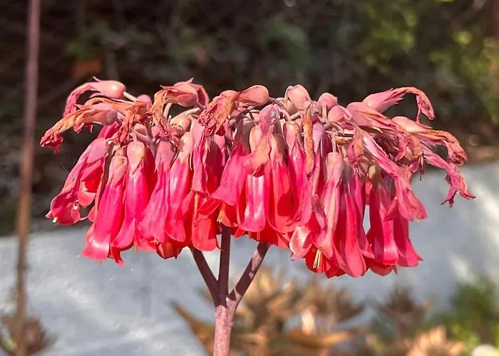 公寓 Silmar 卡丕塔纳