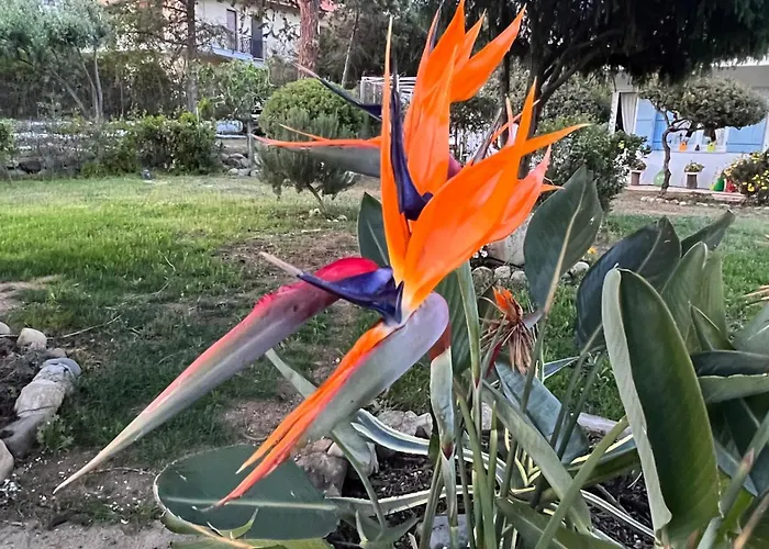 Apartment Silmar Capitana